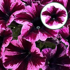 Bild von Petunia P12 Cosmic Pink